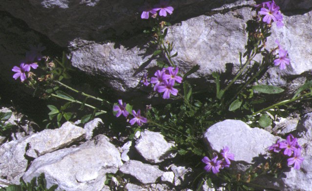 erinus alpinus (sur calcaire)