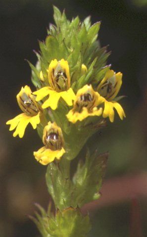 euphrasia minima