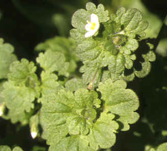 veronica cymbalaria