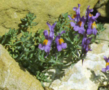 linaria alpina
