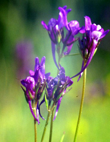 linaria pelliceriana
