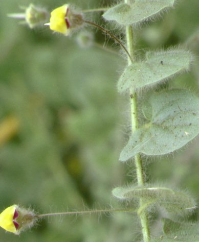 linaria sieberi.jpg (28280 octets)