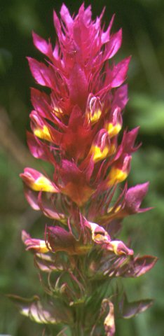 melampyrum arvense