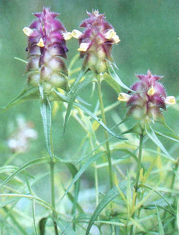 melampyrum cristatum