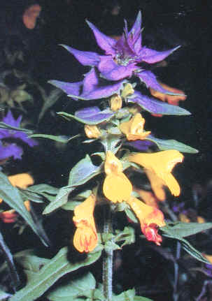 melampyrum nemorosum