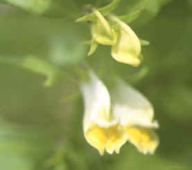 melampyrum pratense