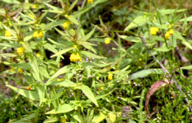 melampyrum sylvaticum