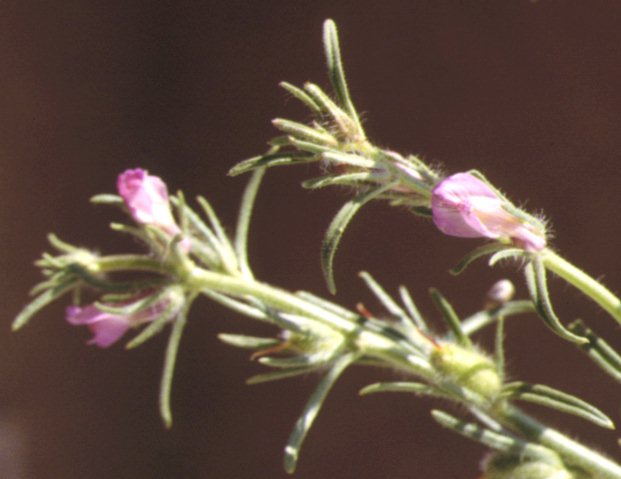 misopates orontium.jpg (39283 octets)