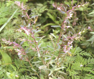 odontites verna.jpg (113140 octets)