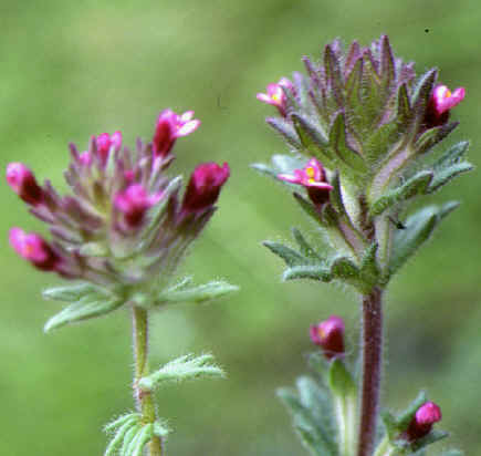 parentucellia latifolia