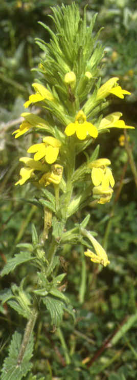 parentucellia viscosa