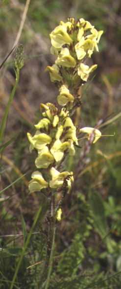 pedicularis ascendens