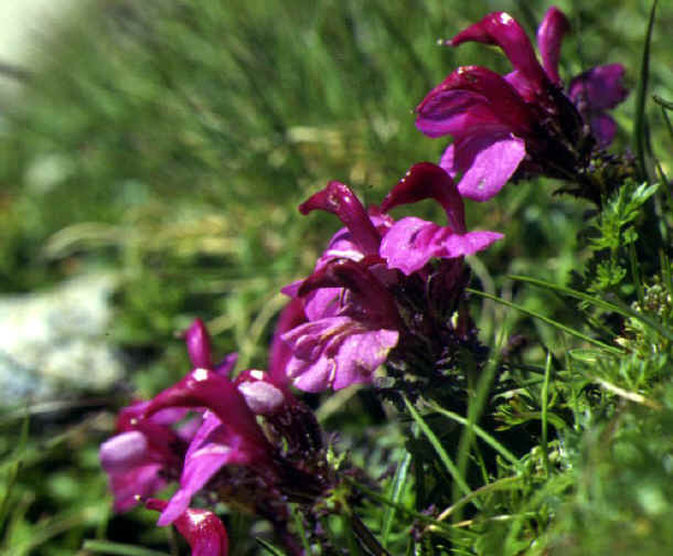 pedicularis kerneri  Orobanchace