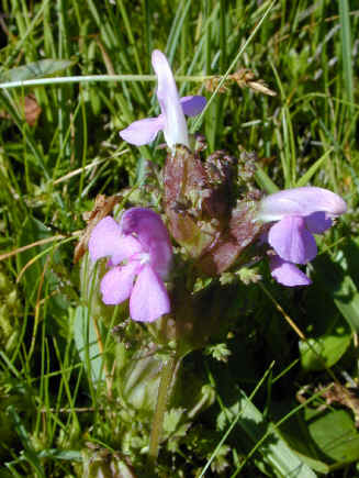 pedicularis sylvatica