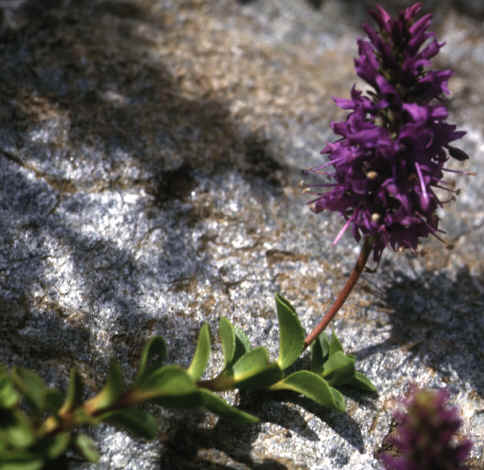 veronica allionii