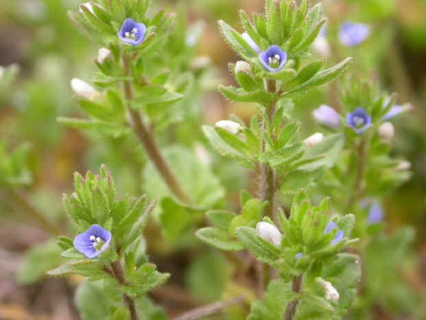 veronica arvensis