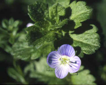 veronica persica
