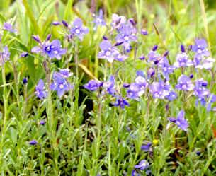 veronica serpyllifolia