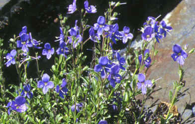 veronica serpyllifolia