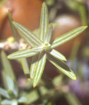 juniperus oxycedus