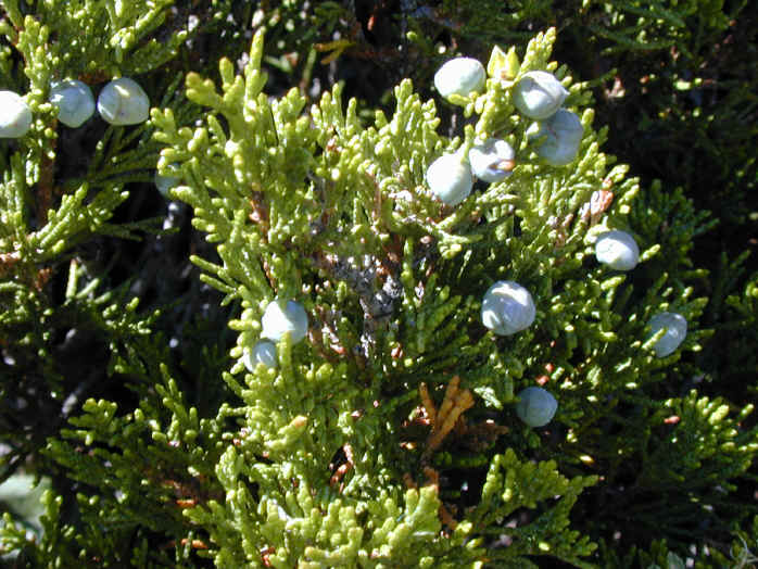 juniperus sabina 