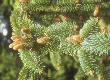 cnes mles de l'picea
