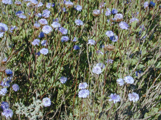 Globularia alypum