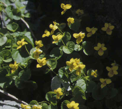 viola biflora