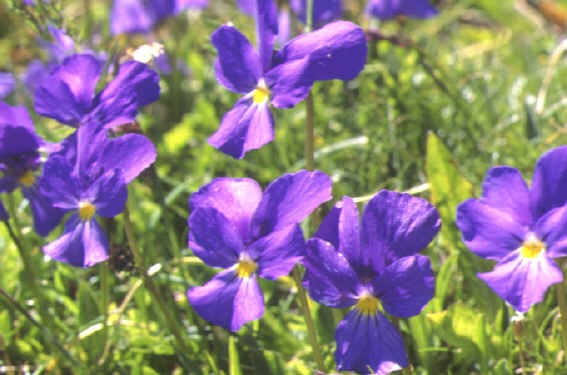 viola calcarata