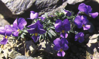 viola diversifolia