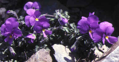 viola lapeyrousiana