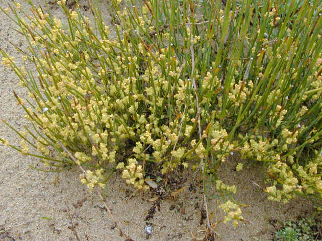 ephedra distachia