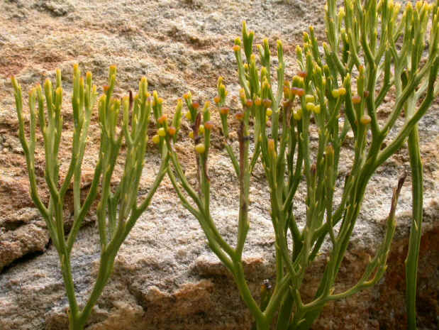 psilotum nudum